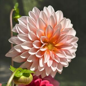 Dahlia Tuber, A La Mode decorative, dark peach and white color, 1 tuber
